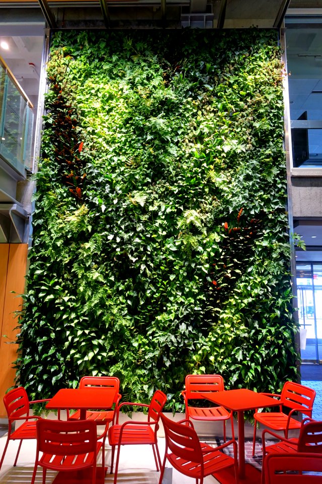 Green wall in the Holyoke Center - Harvard University - Cambridge, MA - DSC06535