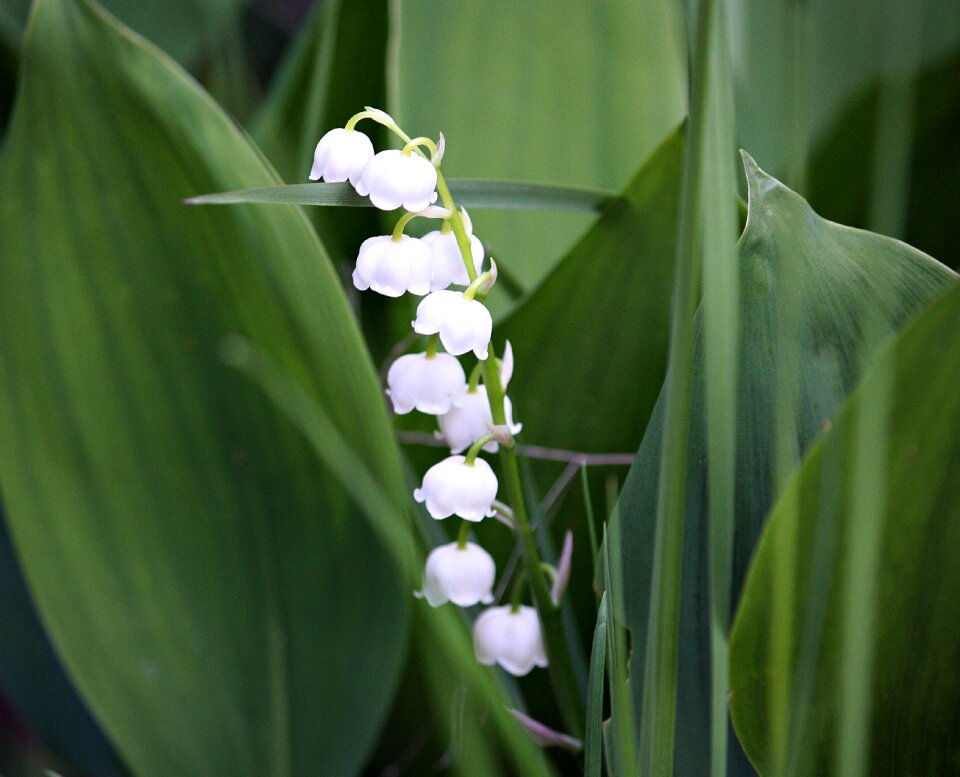 Flowers lily of the valley nature