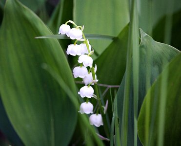 Flowers lily of the valley nature