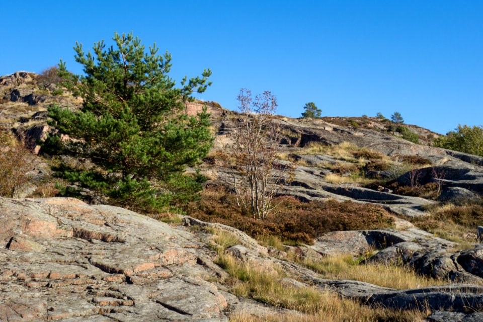 Granite cliffs pine and rowan at Loddebo
