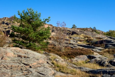 Granite cliffs pine and rowan at Loddebo photo