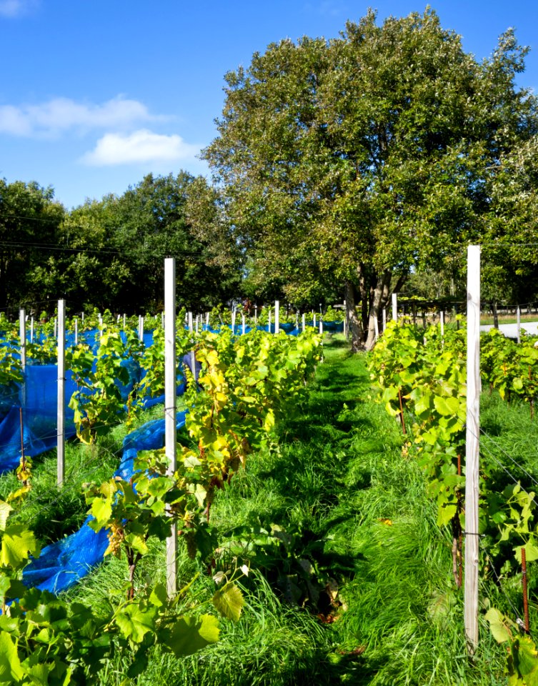 Grape plants and bird nets in Chateaux Luna vineyard 3