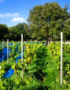 Grape plants and bird nets in Chateaux Luna vineyard 3