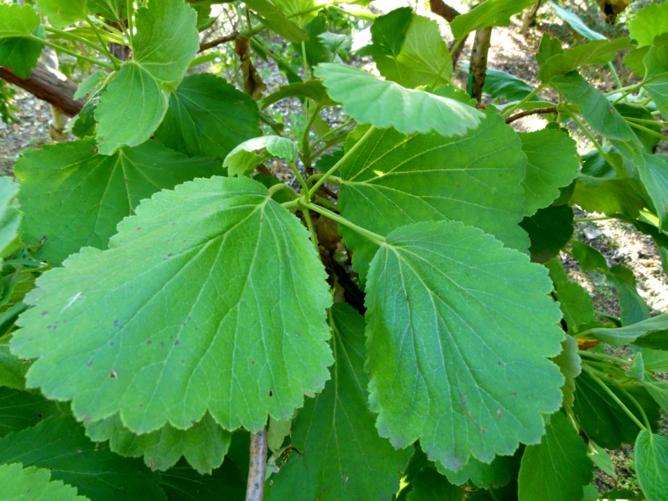 Greyia flanaganii
