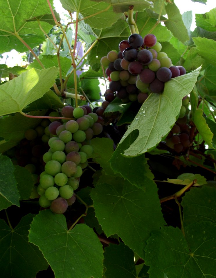 Grape 'california concord'