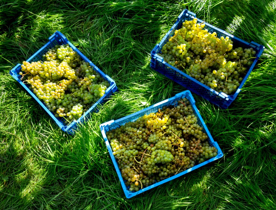 Grape harvest in Chateaux Luna vineyard 1