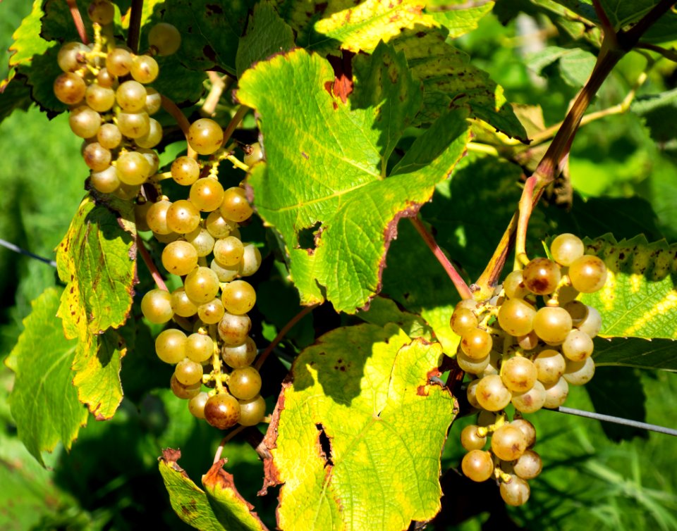 Grapes in Chateaux Luna vineyard 4