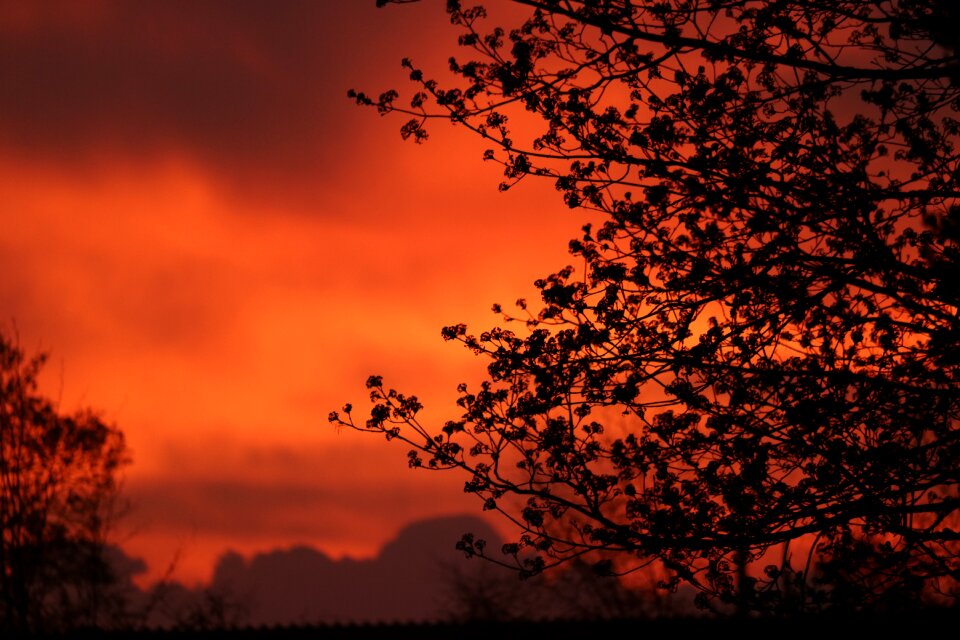 Tree sky red sky photo