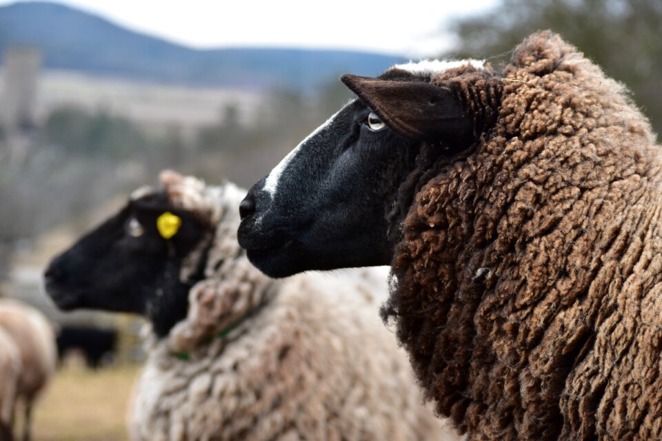 Pasture home animal