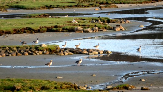 Greylag geese and Canada geese in Norrkila mudflats