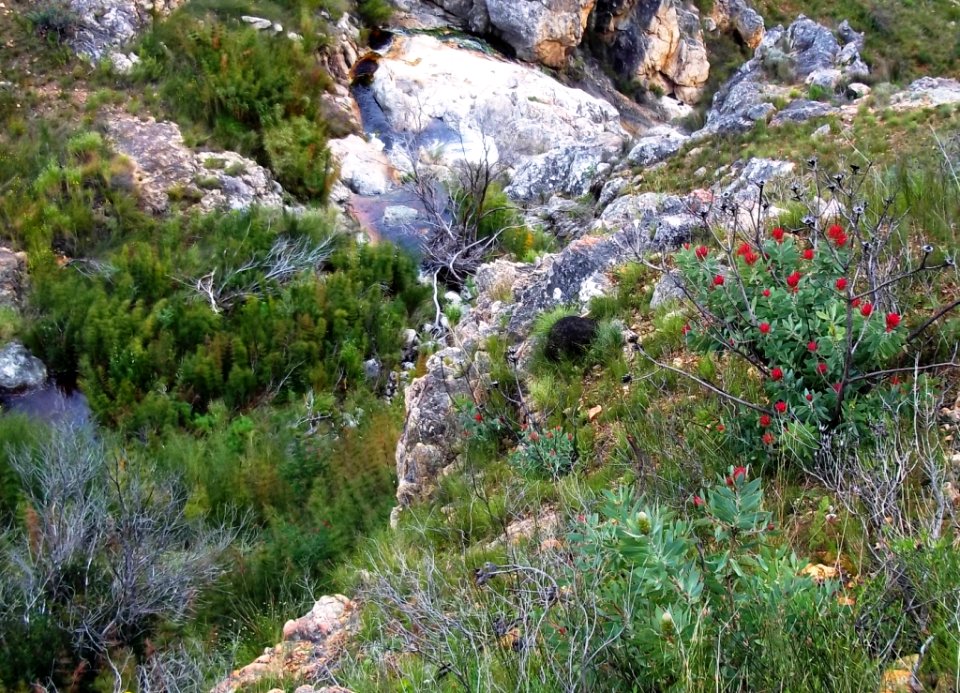 Greyton River valley with Protea nitidas