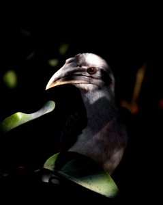 Grey hornbill in between tree leaves