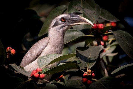 Grey hornbill on tree