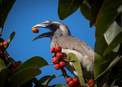 Grey hornbill having breakfast