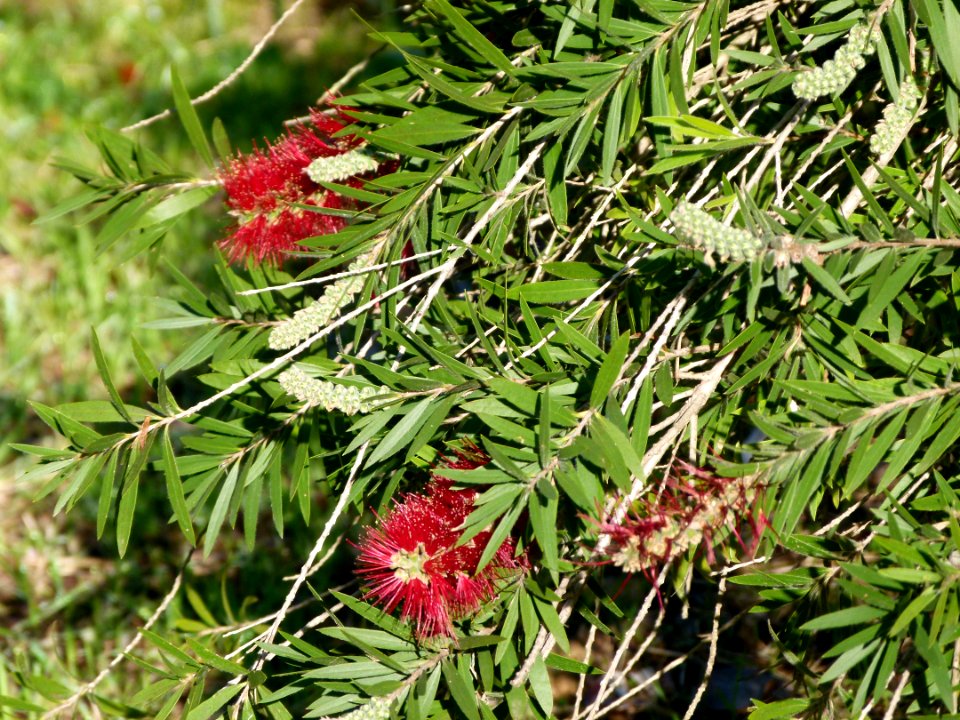Grevillea Montjuic