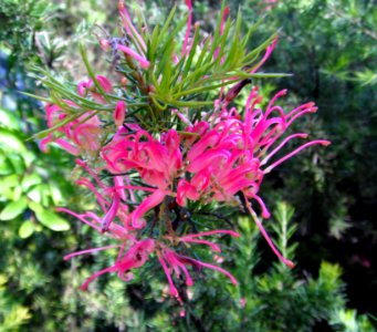 Grevillea (8911235439)