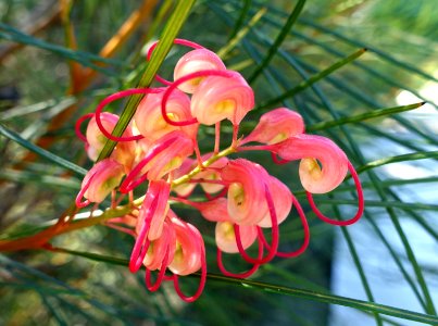 Grevillea johnsonii - Jardín Botánico de Barcelona - Barcelona, Spain - DSC08930