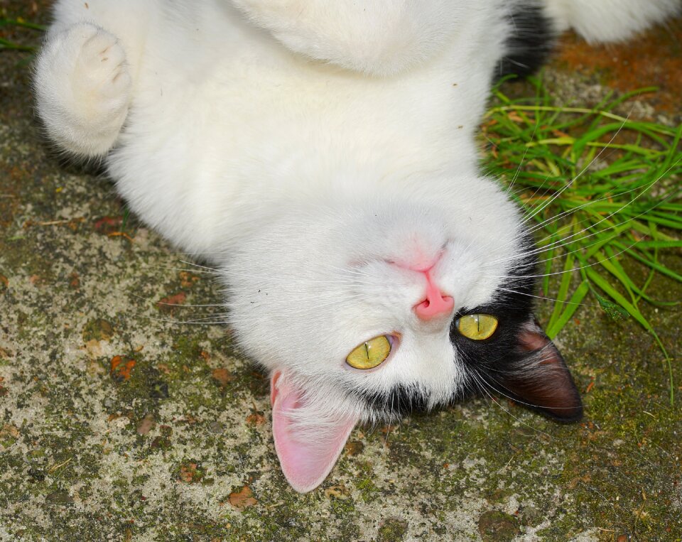 Attention head cat face