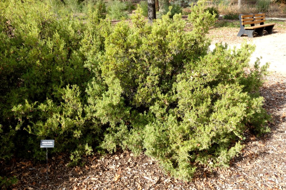 Grevillea rosmarinifolia - McConnell Arboretum & Botanical Gardens - DSC03005