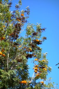 Grevillea robusta - Leaning Pine Arboretum - DSC05464