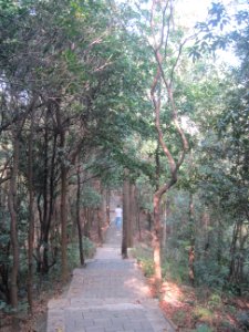Greenway of Mount Yangtai10
