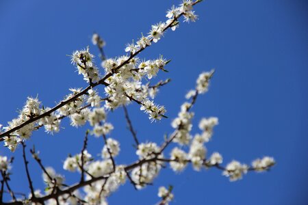 White blossom sky branch photo