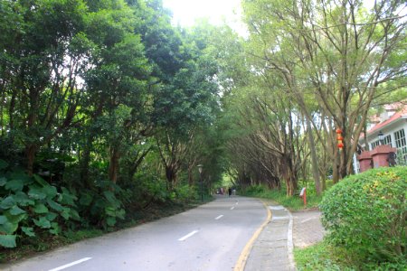 Greenway of Shenzhen International Garden and Flower Expo Park6