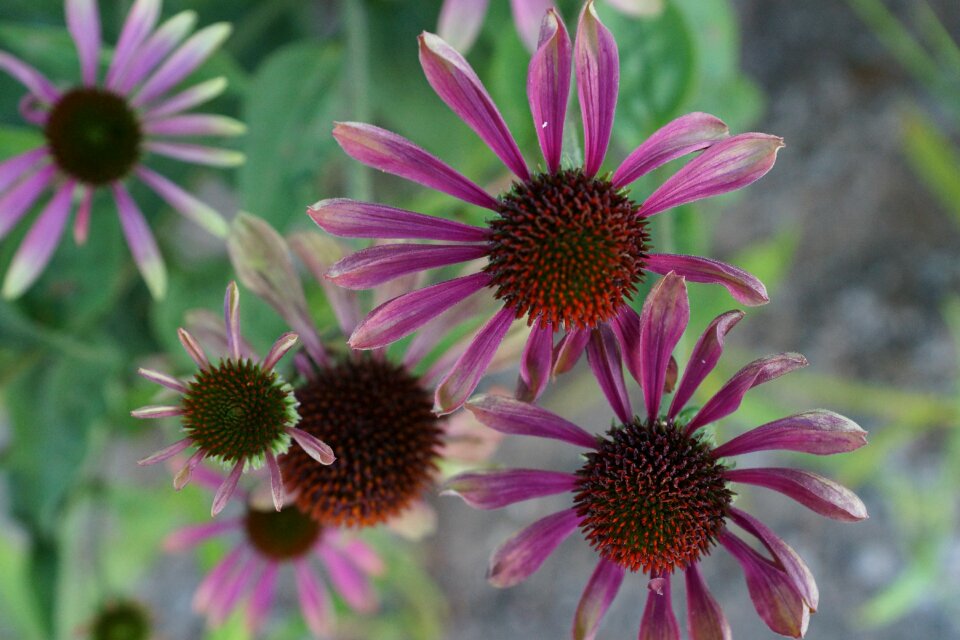 Summer a garden plant beauty