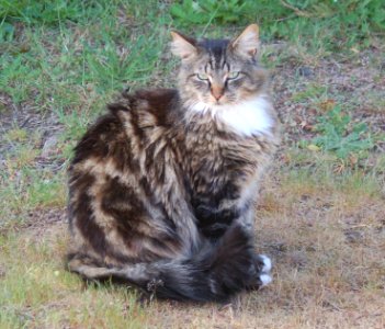 Gray-Brown Tabby Cat photo