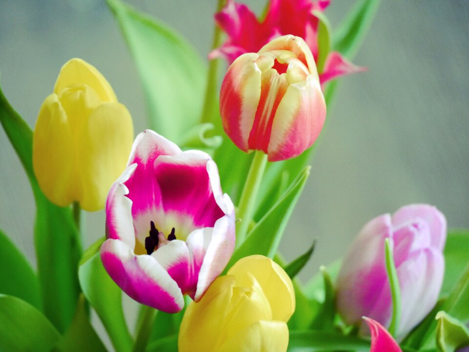 Federal government spring bloom