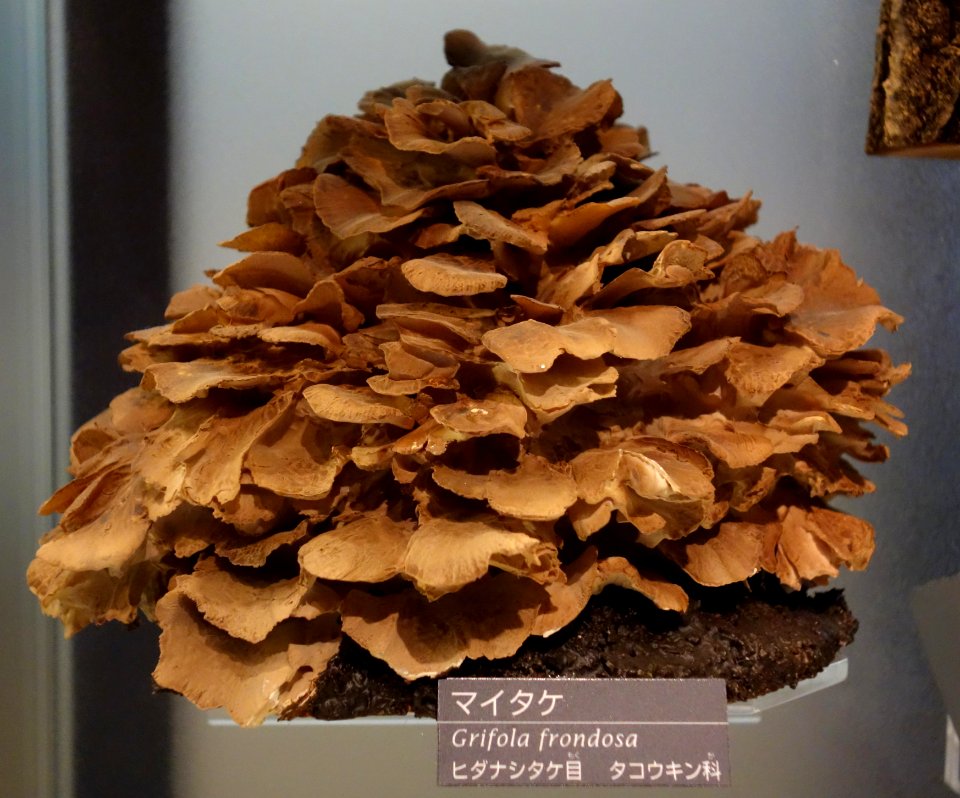 Grifola frondosa - National Museum of Nature and Science, Tokyo - DSC06850