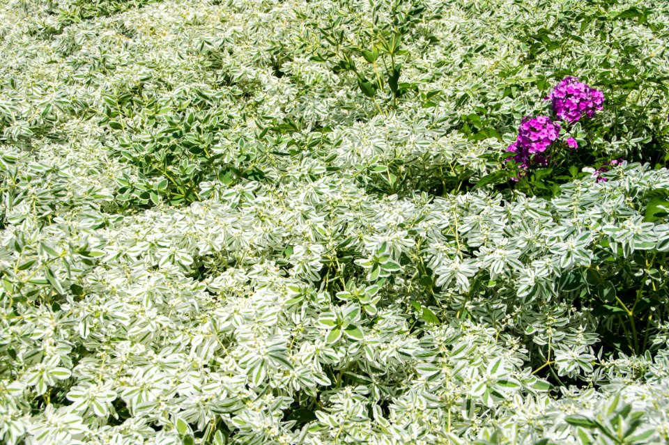 Green and white leaves Generalife gardens, Granada, Spain
