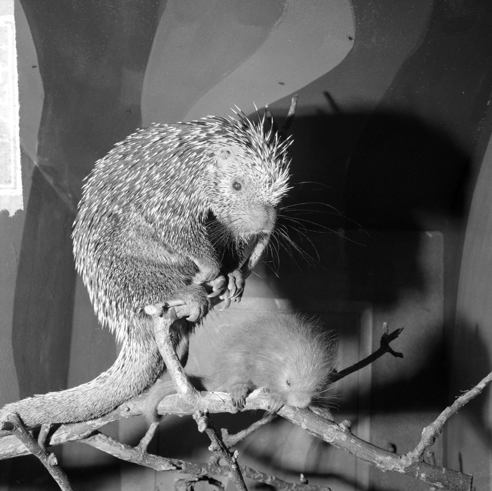 Grijpstaart-stekelvarken in Artis leven geschonken aan een jong, Bestanddeelnr 917-2411