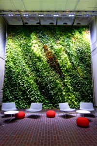 Green wall in the Holyoke Center - Harvard University - Cambridge, MA - DSC06531
