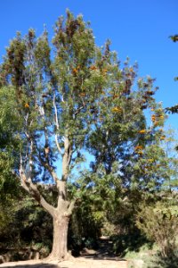 Grevillea robusta - Leaning Pine Arboretum - DSC05463