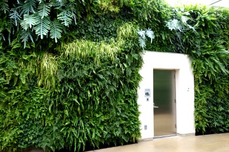 Green wall - Longwood Gardens - DSC01045
