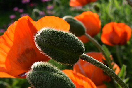 Nature flowers landscape