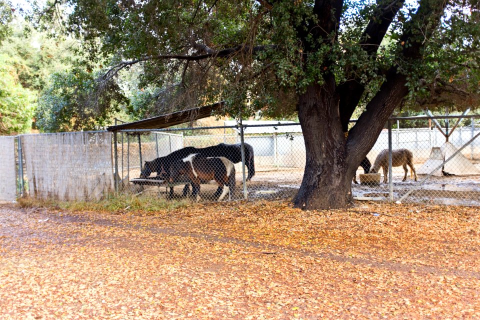 Griffith Park Ponies