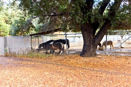 Griffith Park Ponies