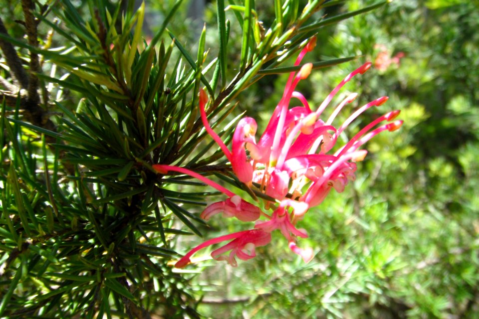 Grevillea in Adelaide