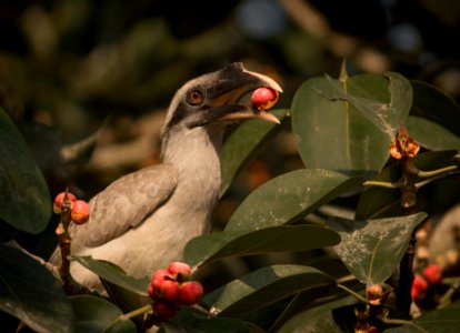Grey hornbill in habitat