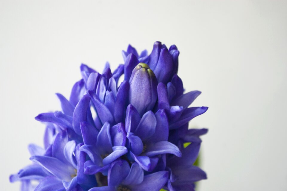 Purple flower garden flower beautiful flower