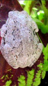 Gray Tree Frog on Leaf 25
