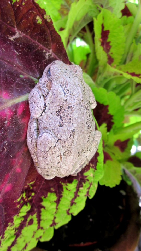 Gray Tree Frog on Leaf 16