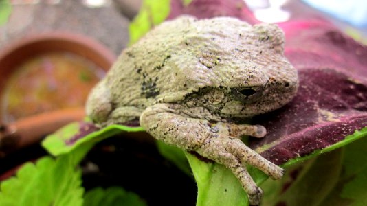 Gray Tree Frog on Leaf 23