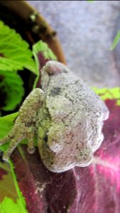 Gray Tree Frog on Leaf 07