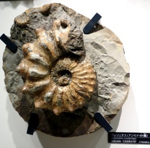 Graysonites wooldridgei - National Museum of Nature and Science, Tokyo - DSC06964