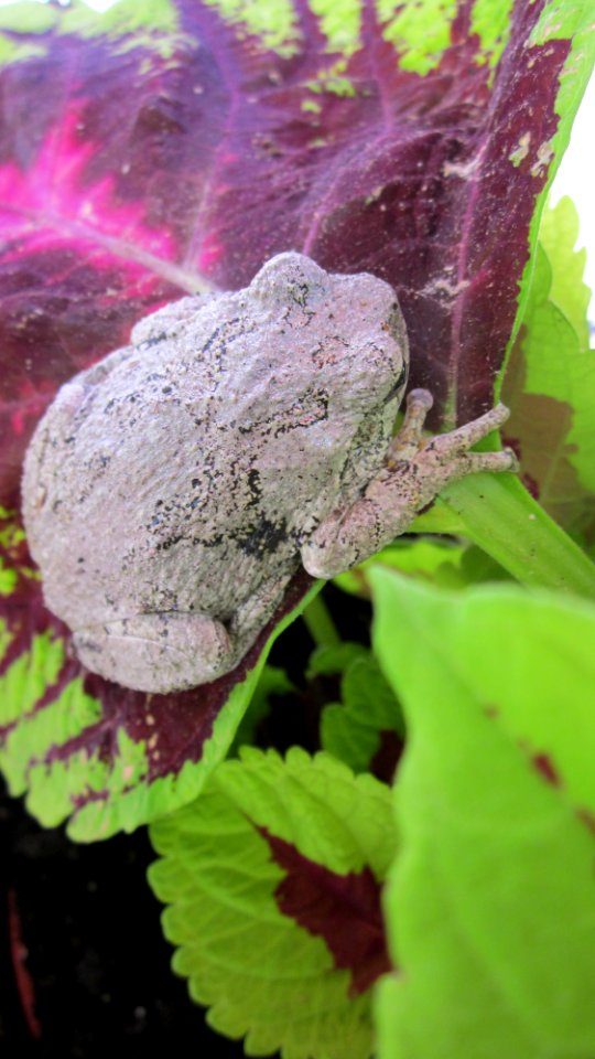 Gray Tree Frog on Leaf 09