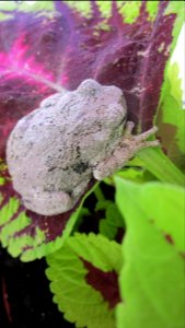 Gray Tree Frog on Leaf 09