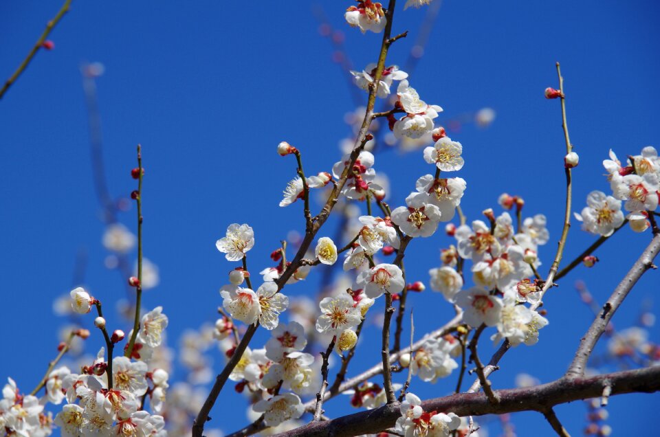 Plum blossoms pink red plum